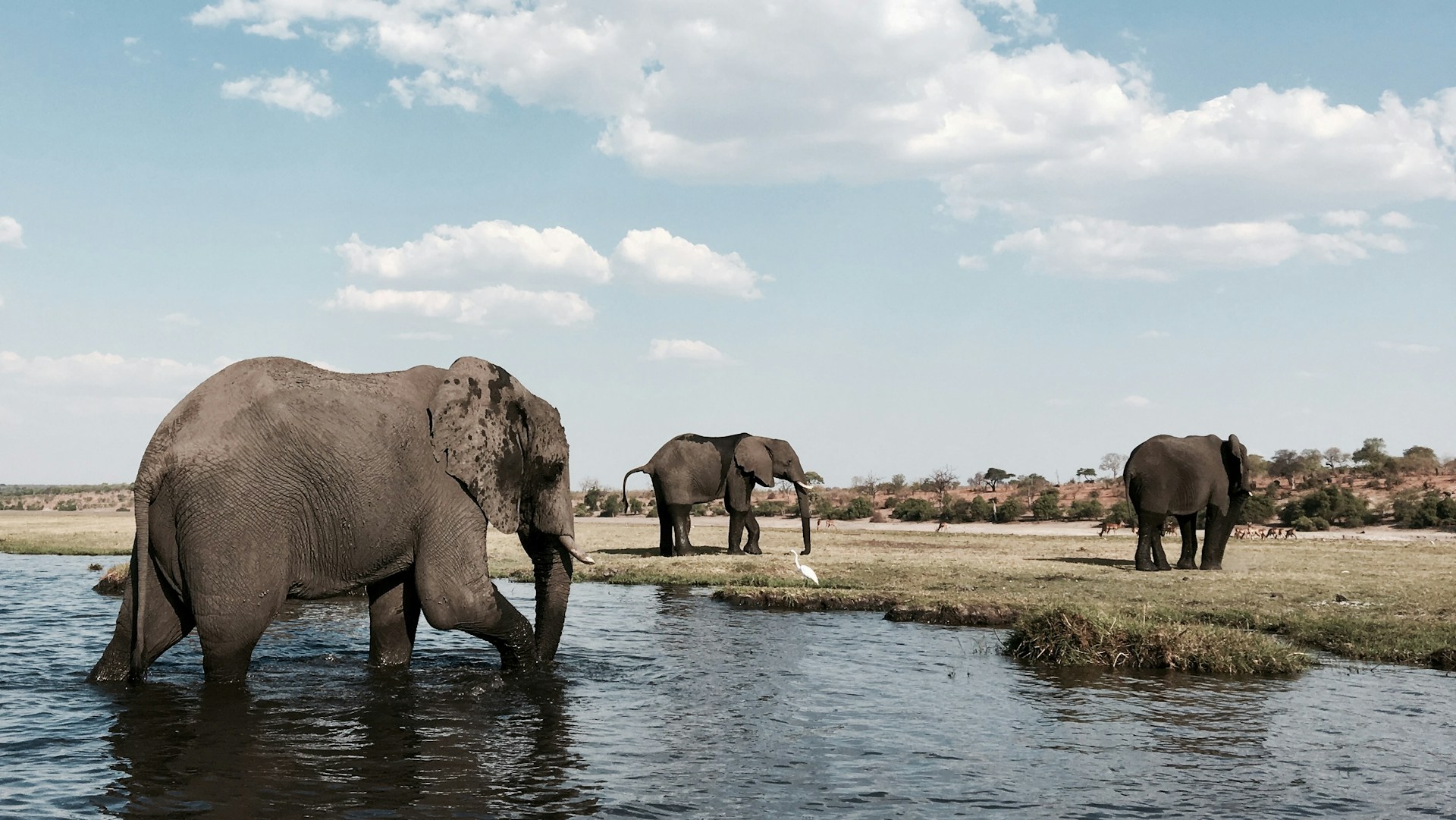 Elephants moving through the water on a Botswana safari
