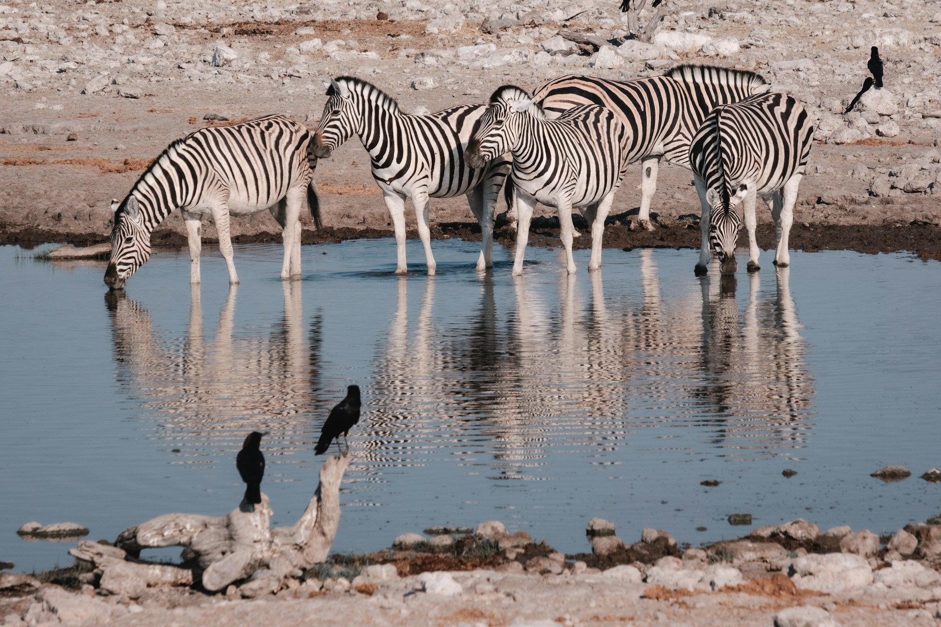 Zebras gathered at a waterhole in Etosha National Park